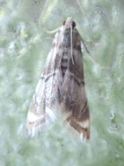 Eoparargyractis plevie