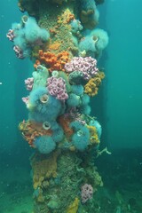 Clavelina moluccensis