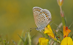 Plebejus argus corsicus