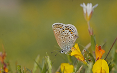 Plebejus argus corsicus