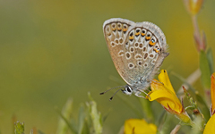 Plebejus argus corsicus
