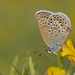 Plebejus argus corsicus - Photo (c) Julia Wittmann, some rights reserved (CC BY), uploaded by Julia Wittmann