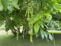 Pterocarya