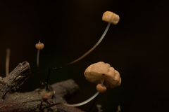 Marasmius crinis-equi