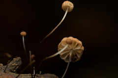 Marasmius crinis-equi