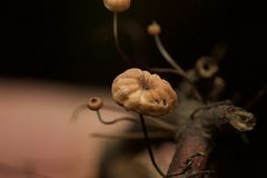Marasmius crinis-equi