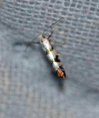 Argyresthia oreasella