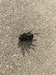 Hemiphileurus illatus