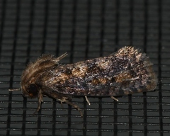 Acrolophus popeanella