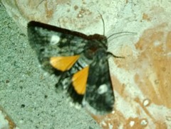 Copanarta aurea