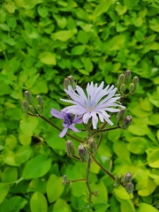 Cicerbita macrophylla