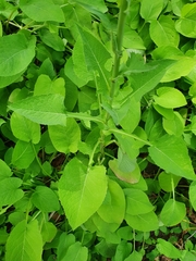Cicerbita macrophylla
