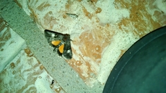 Copanarta aurea