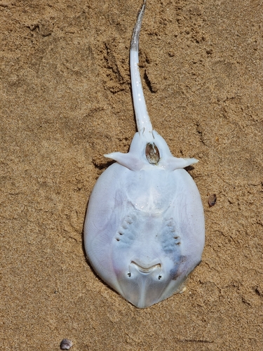 Undulate Skate, Portugal, photo 8 of 10