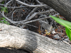 Sylvilagus palustris hefneri image