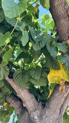 Tilia tomentosa