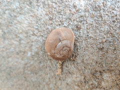 Ariophanta exilis