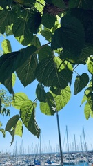 Tilia tomentosa