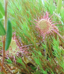Drosera rotundifolia