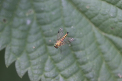 Chrysopilus asiliformis