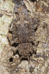 Syrphetodes marginatus