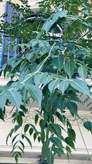 Koelreuteria paniculata