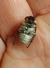 Hoplia trifasciata