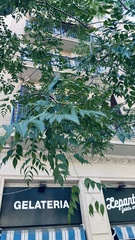 Koelreuteria paniculata