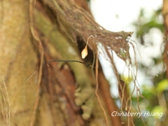 Ariamnes cylindrogaster
