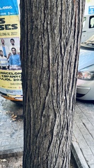 Koelreuteria paniculata