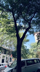 Koelreuteria paniculata