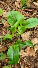 Liparis kumokiri