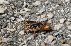 Prionotropis hystrix