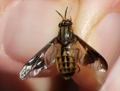Chrysops striatus