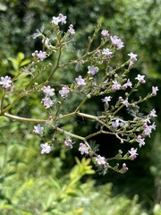 Valeriana transjenisensis