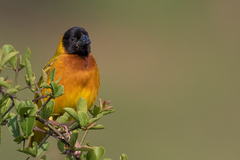 Ploceus melanocephalus