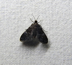 Elophila tinealis