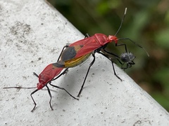 Dindymus sanguineus