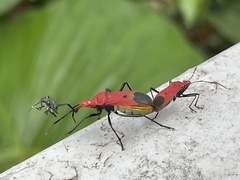 Dindymus sanguineus