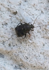 Charagochilus angusticollis