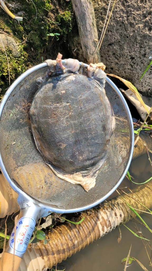 Amur Softshell Turtle from 대한민국 강원도 철원군 on July 09, 2022 at 04:35 PM by ...