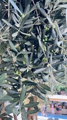 Olea europaea