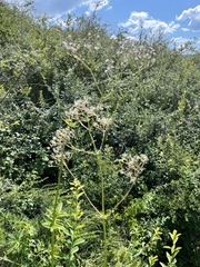 Valeriana transjenisensis