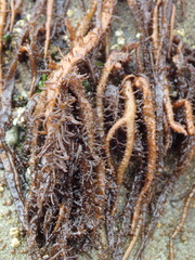 Cumagloia andersonii