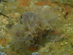 Polybranchia pallens