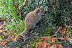 Tamiasciurus hudsonicus regalis
