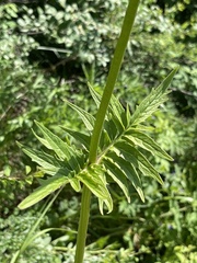 Valeriana transjenisensis