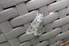 Acronicta aceris