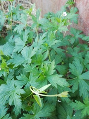 Geranium pseudosibiricum
