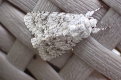 Acronicta aceris